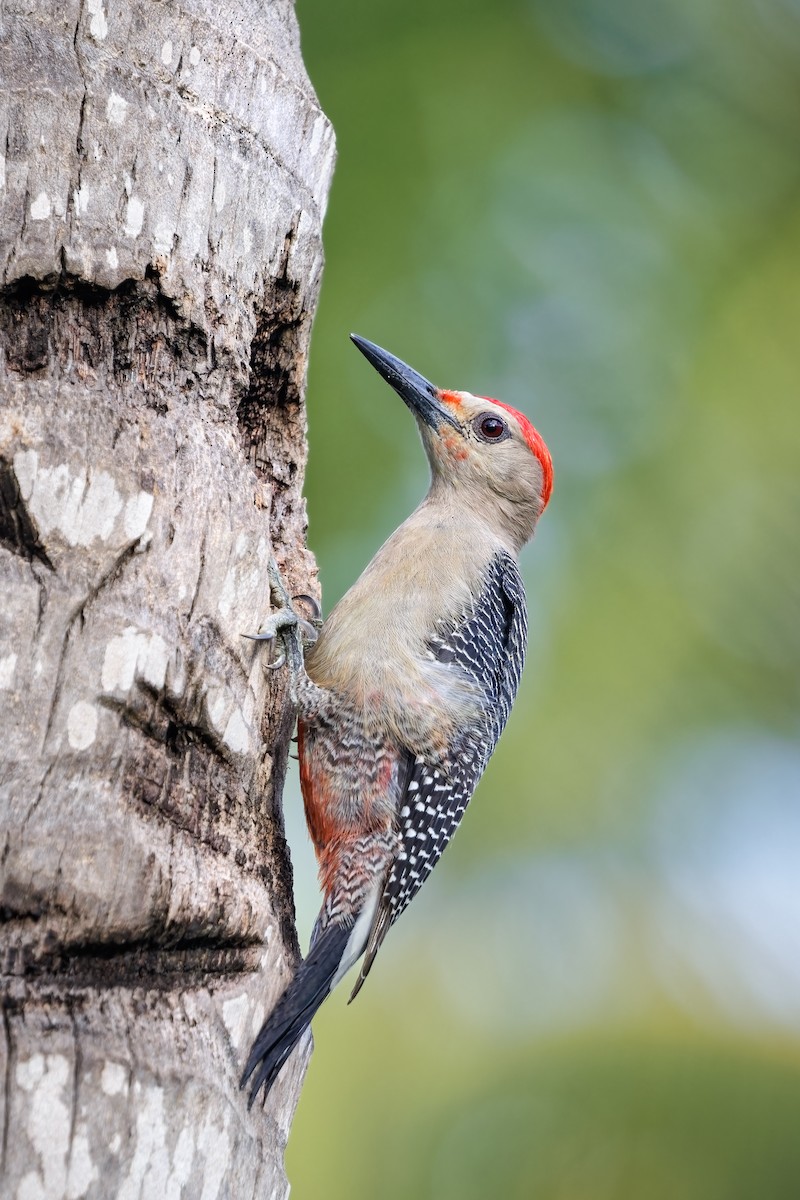 Golden-fronted Woodpecker - Frédérick Lelièvre