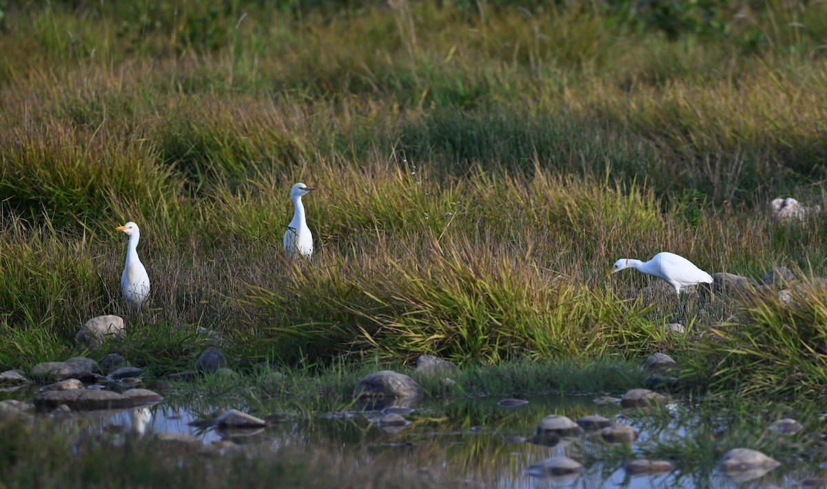Cattle Egret - ML608868084