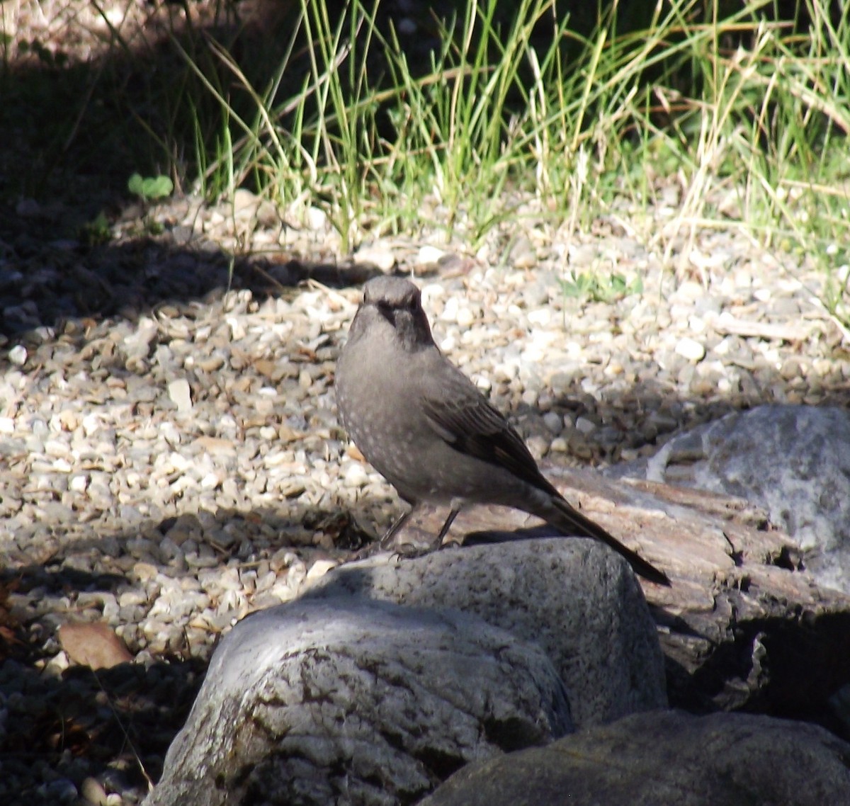 Townsend's Solitaire - ML608868157