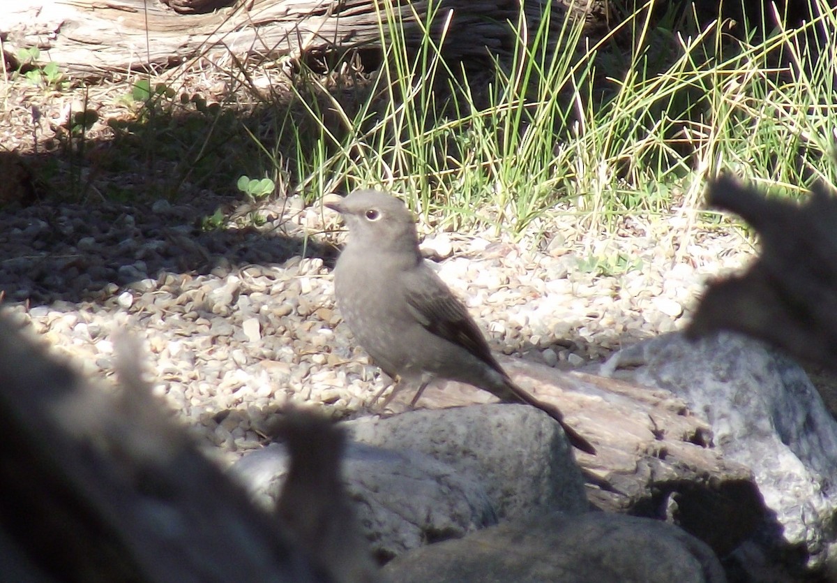 Townsend's Solitaire - ML608868160