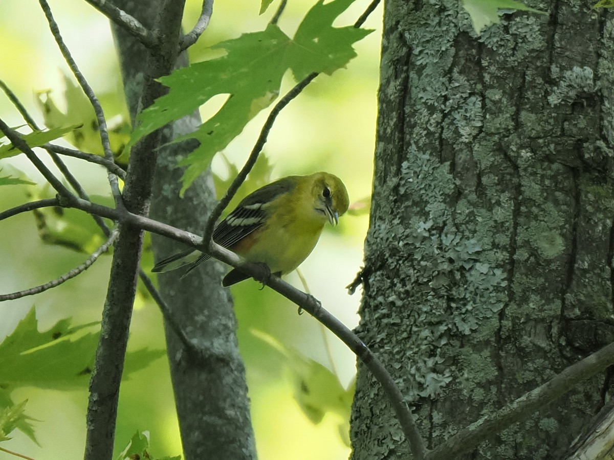 Bay-breasted Warbler - ML608868176