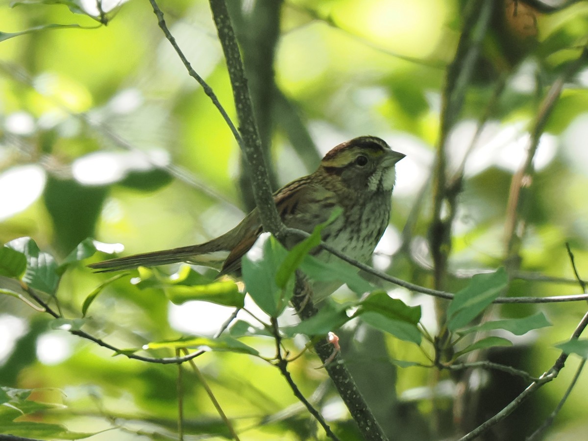 White-throated Sparrow - Chris Allen