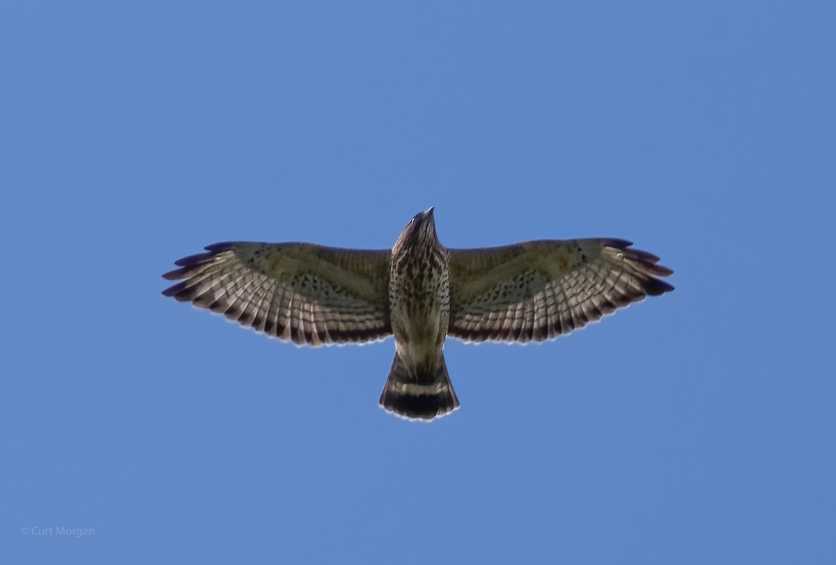 Broad-winged Hawk - Curt Morgan