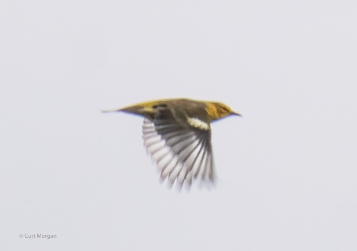 Cape May Warbler - ML608868262