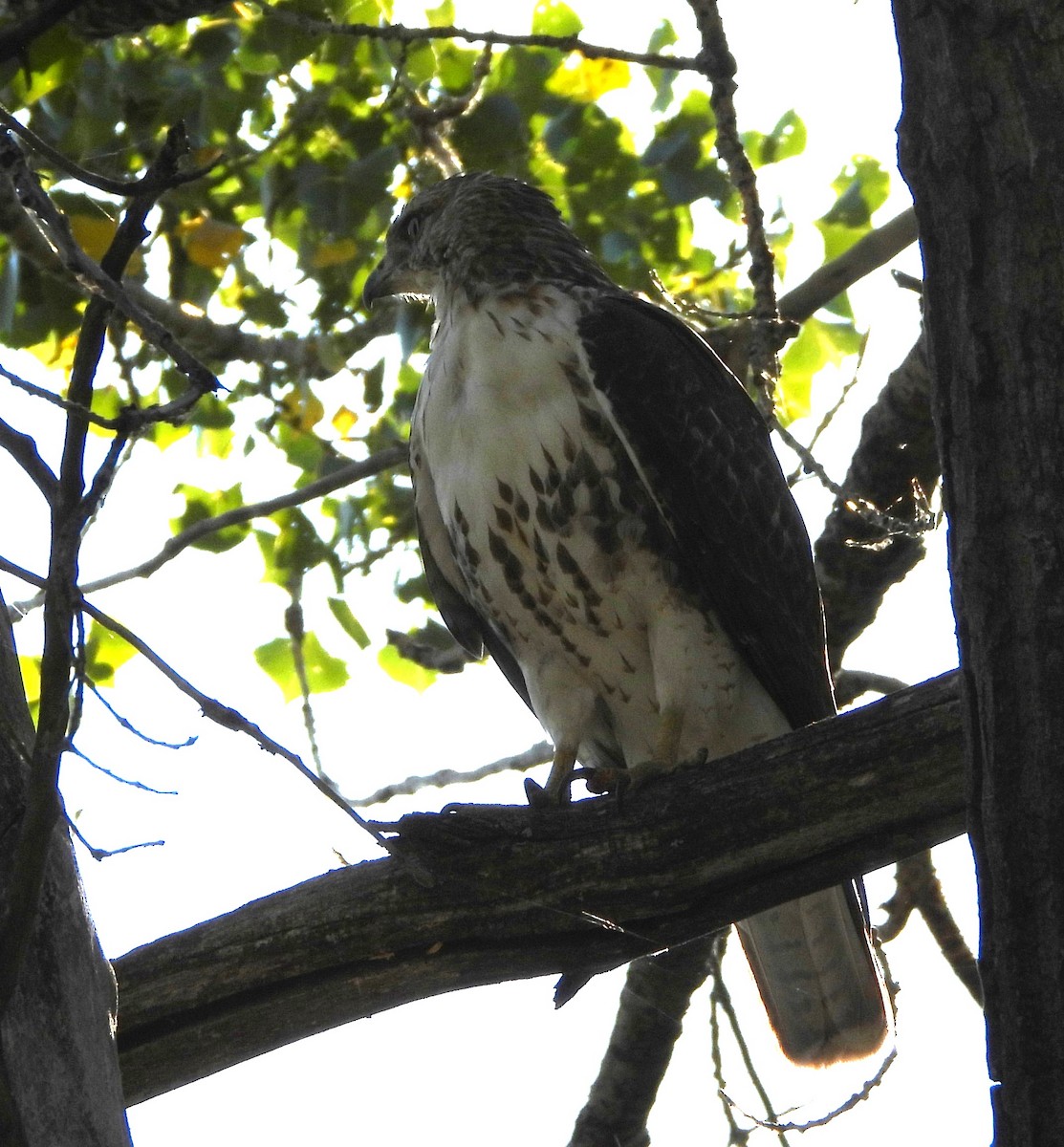 Red-tailed Hawk - ML608868453