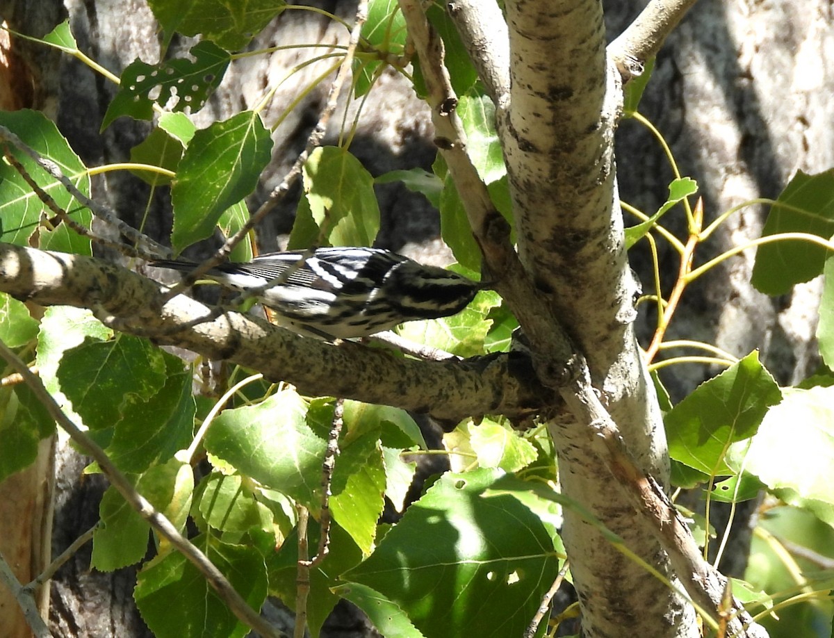 Black-and-white Warbler - ML608868463