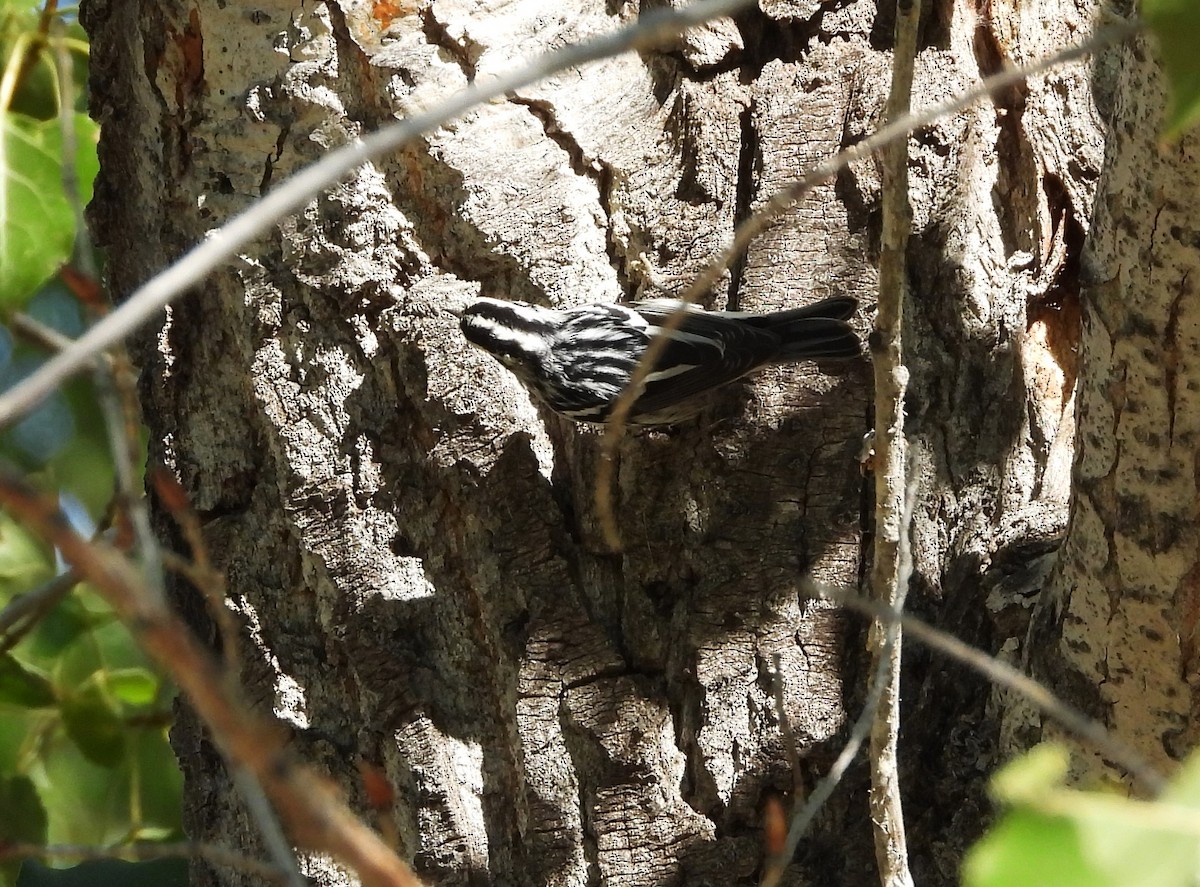 Black-and-white Warbler - ML608868464