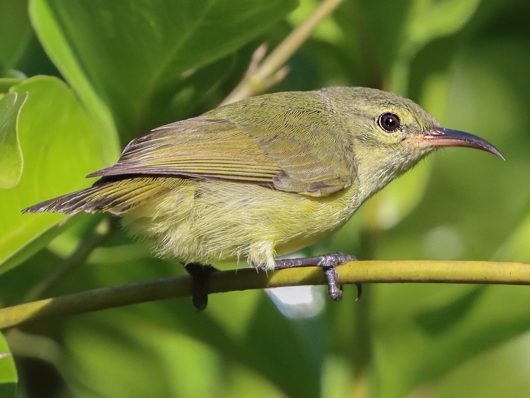 Little Green Sunbird - Marc Languy