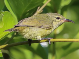  - Little Green Sunbird