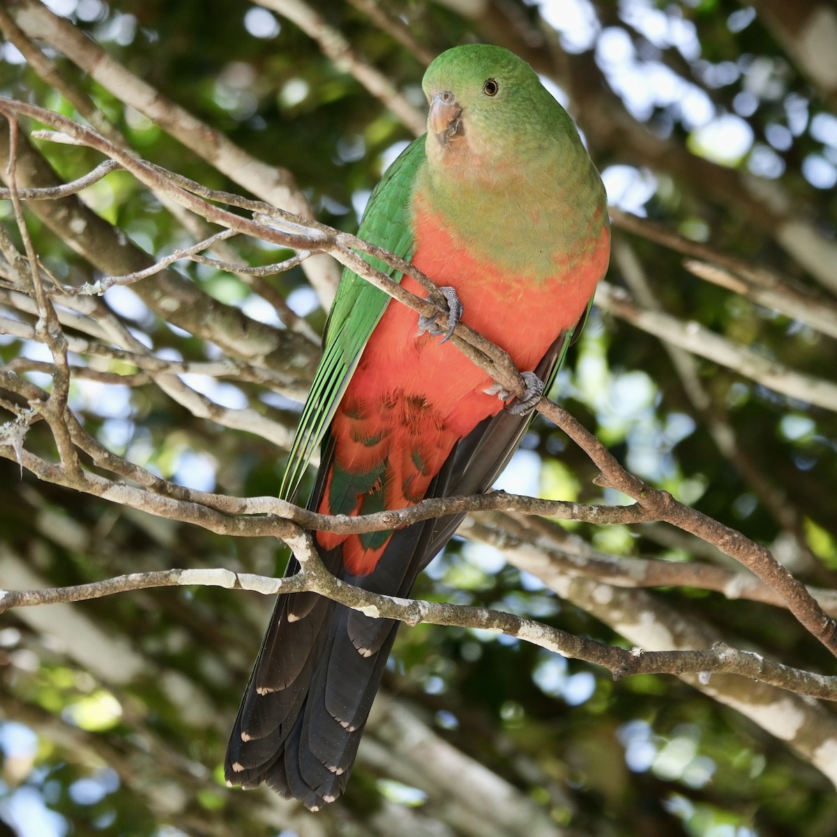 Australian King-Parrot - Adrian Brooks