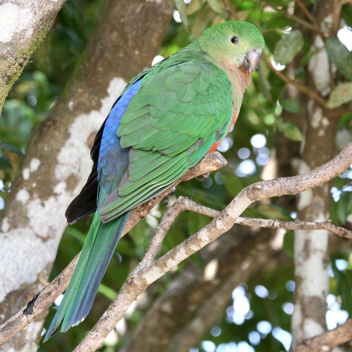 Australian King-Parrot - ML608868543