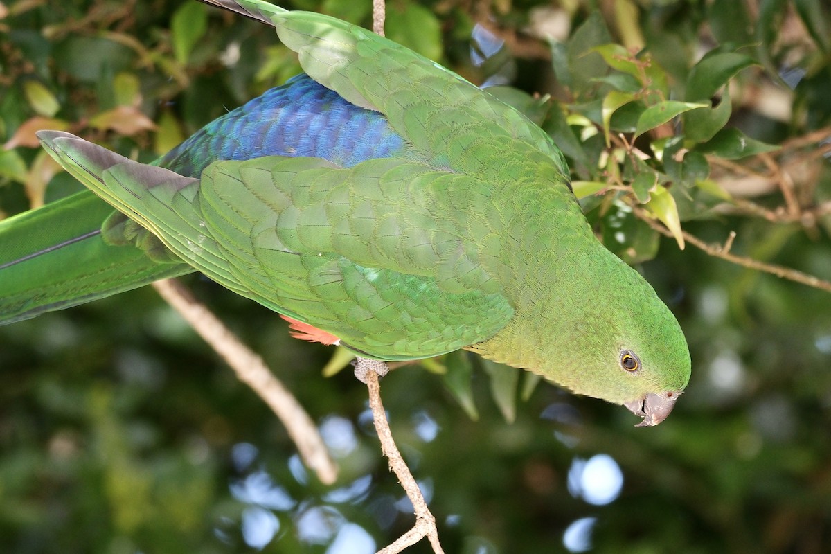 Australian King-Parrot - ML608868544
