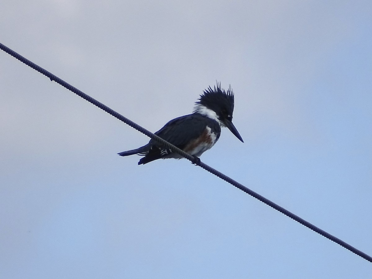 Belted Kingfisher - ML608868661
