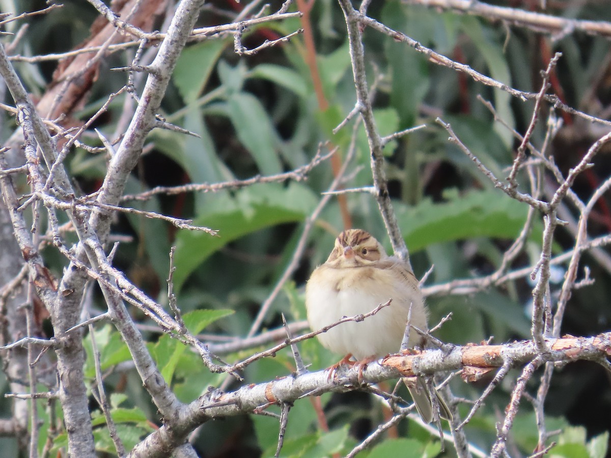 Clay-colored Sparrow - ML608868700
