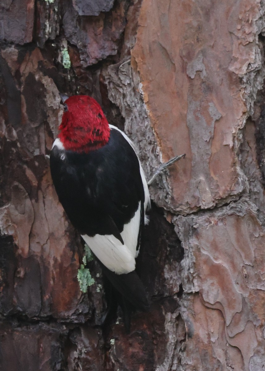 Red-headed Woodpecker - ML608869046