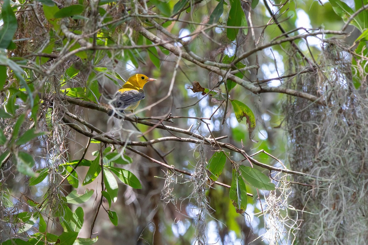 Prothonotary Warbler - ML608869122
