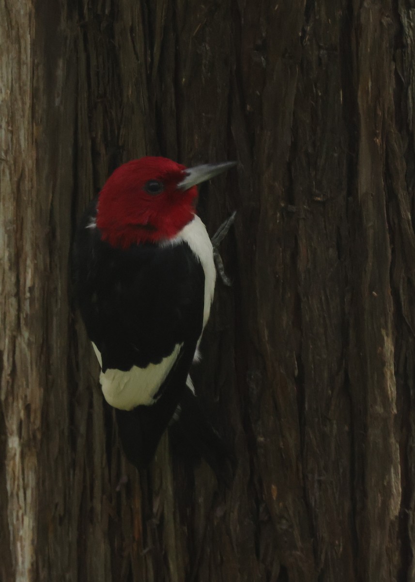 Red-headed Woodpecker - ML608869138