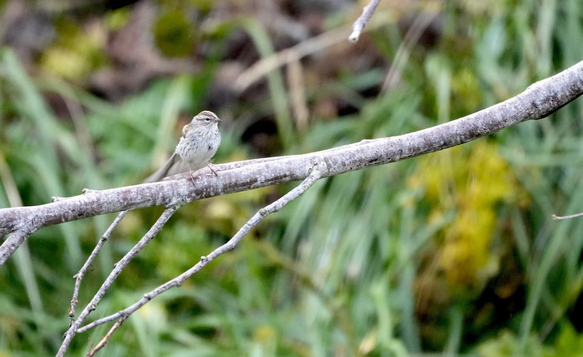 Chipping Sparrow - ML608869257