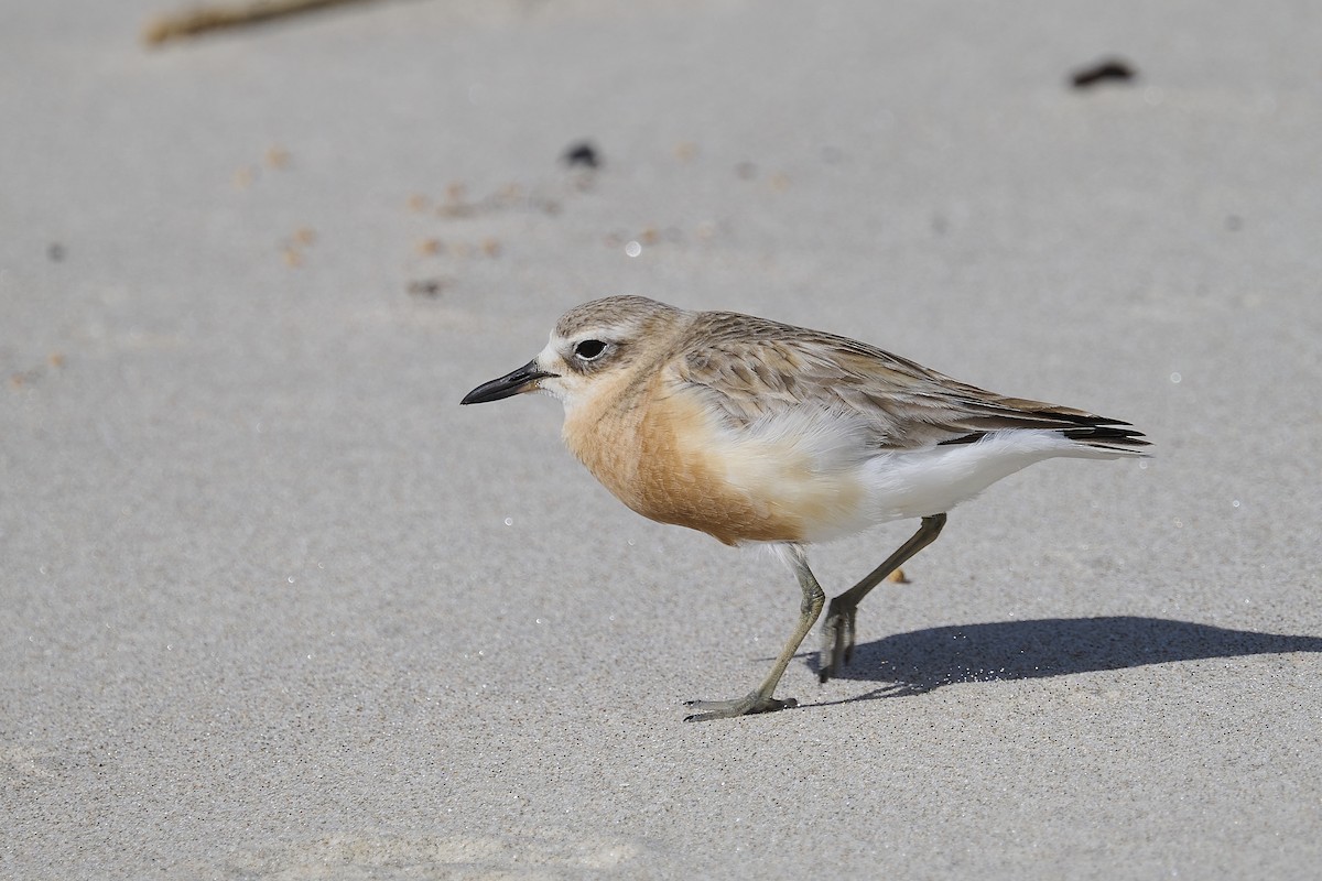 Red-breasted Dotterel - ML608870050