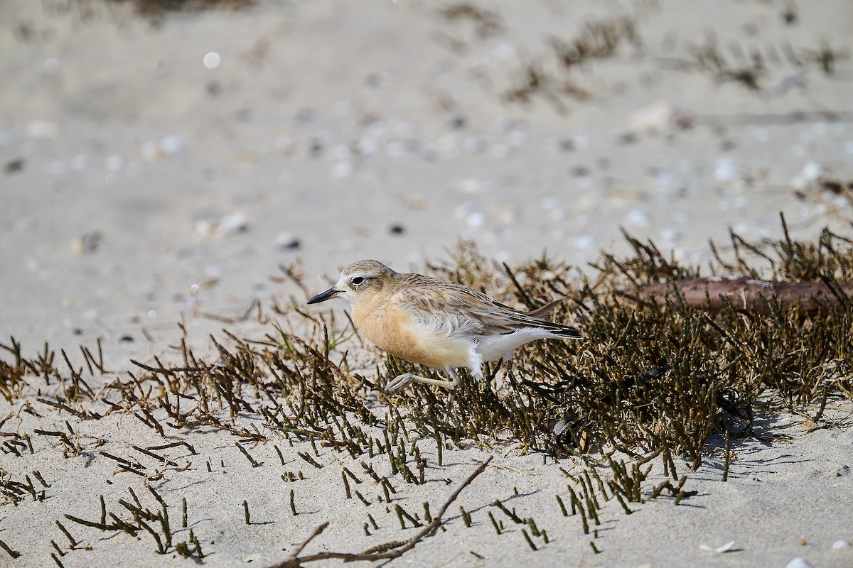 Red-breasted Dotterel - ML608870081
