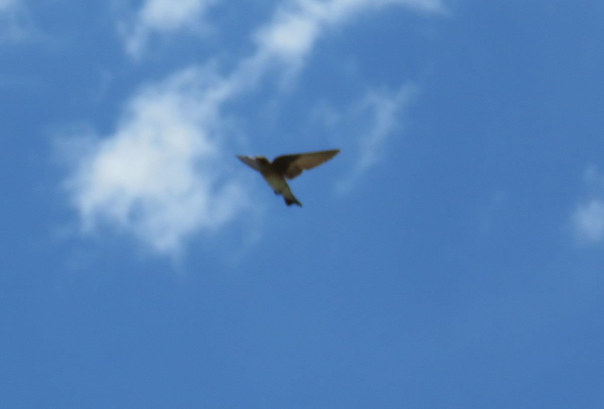 Northern Rough-winged Swallow - ML60887071
