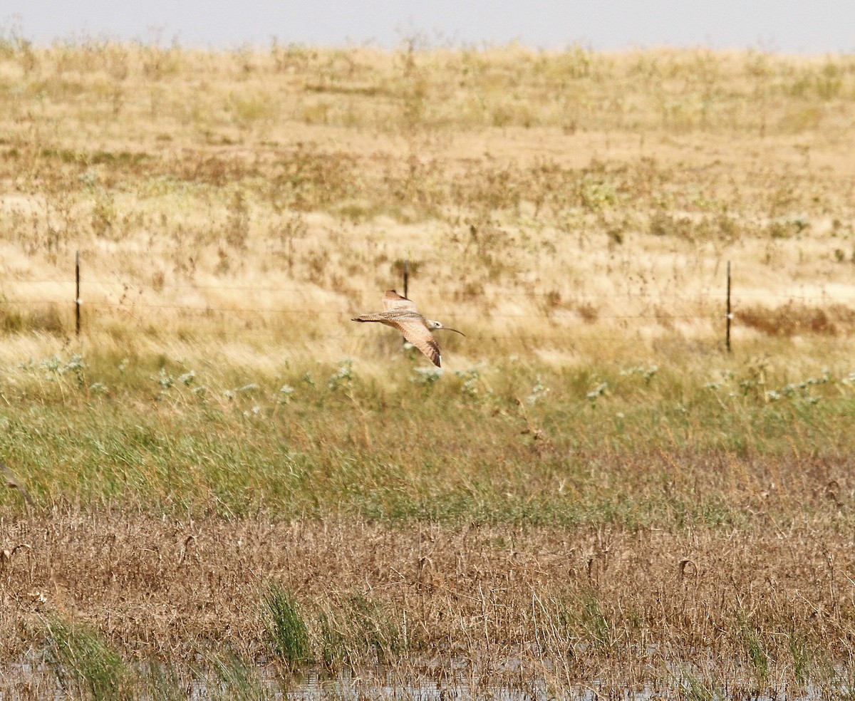 Long-billed Curlew - ML608870817