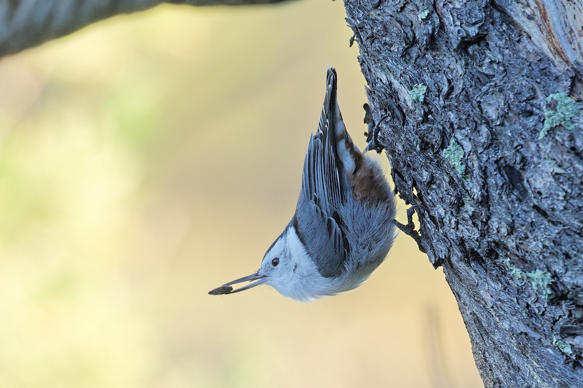 White-breasted Nuthatch - ML608871426