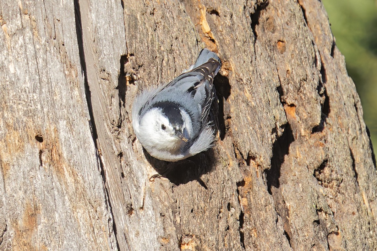 White-breasted Nuthatch - ML608871427