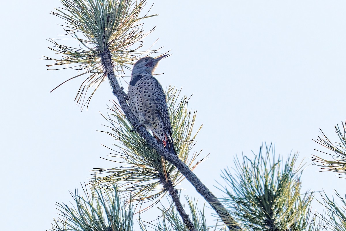 Northern Flicker (Red-shafted) - ML608871450