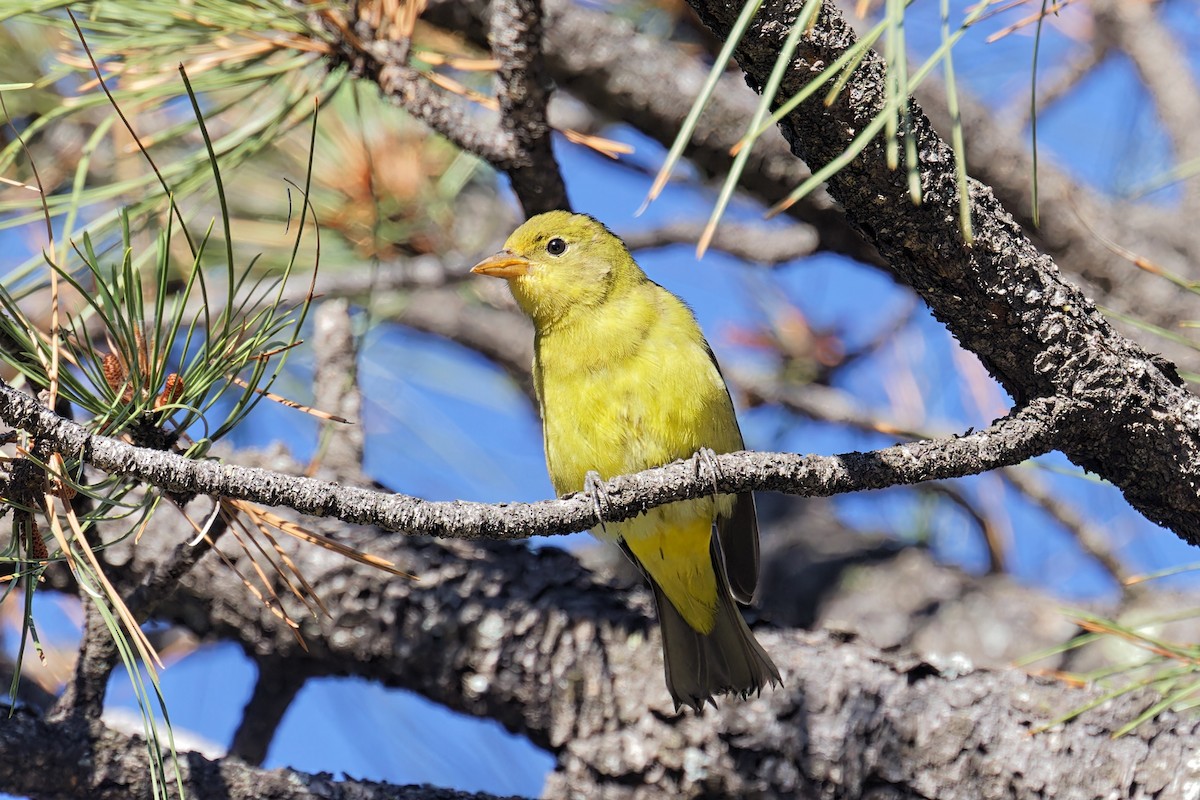 Western Tanager - ML608871474