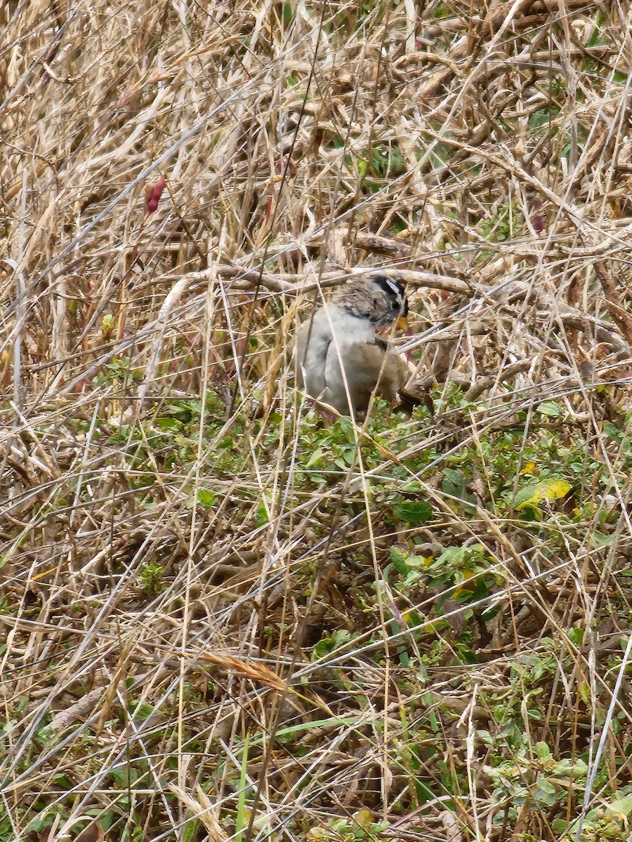 White-crowned Sparrow - ML608872194