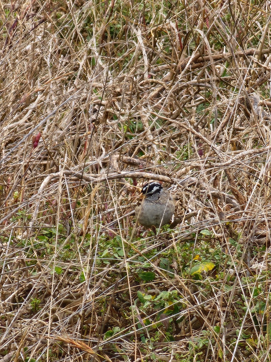 White-crowned Sparrow - ML608872198