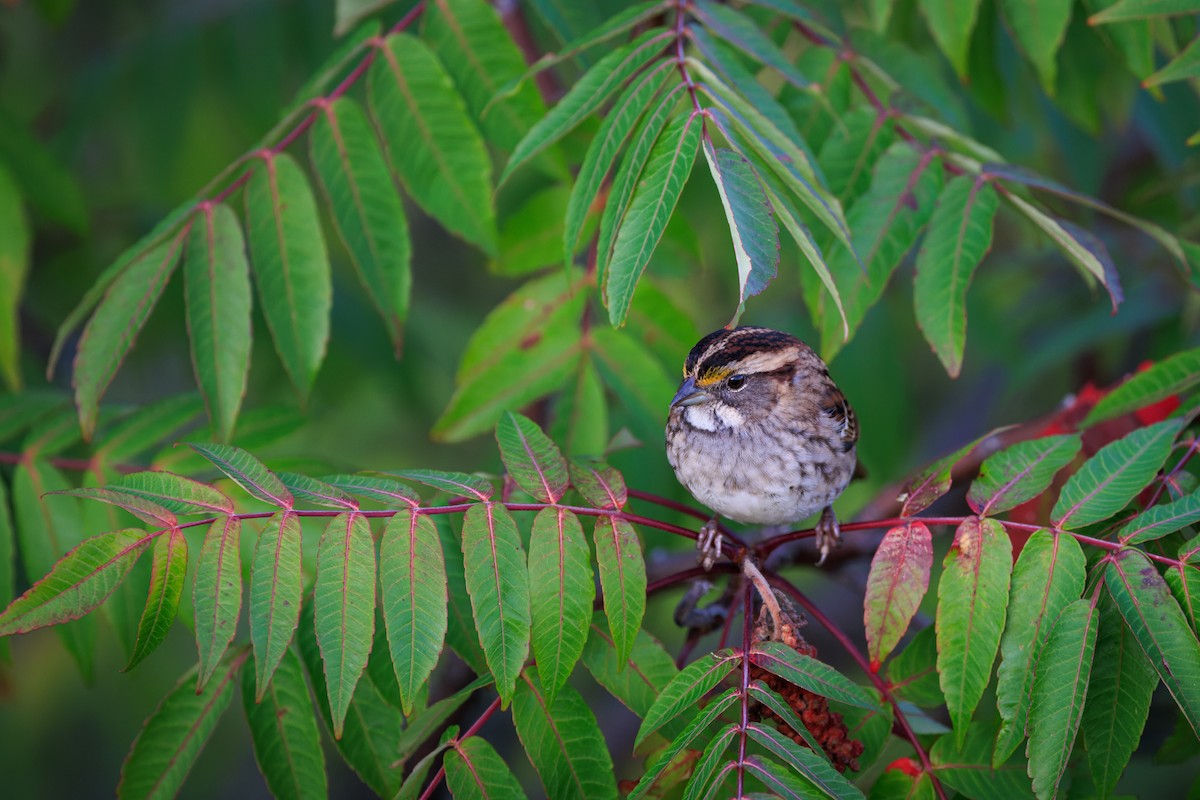 White-throated Sparrow - ML608872851