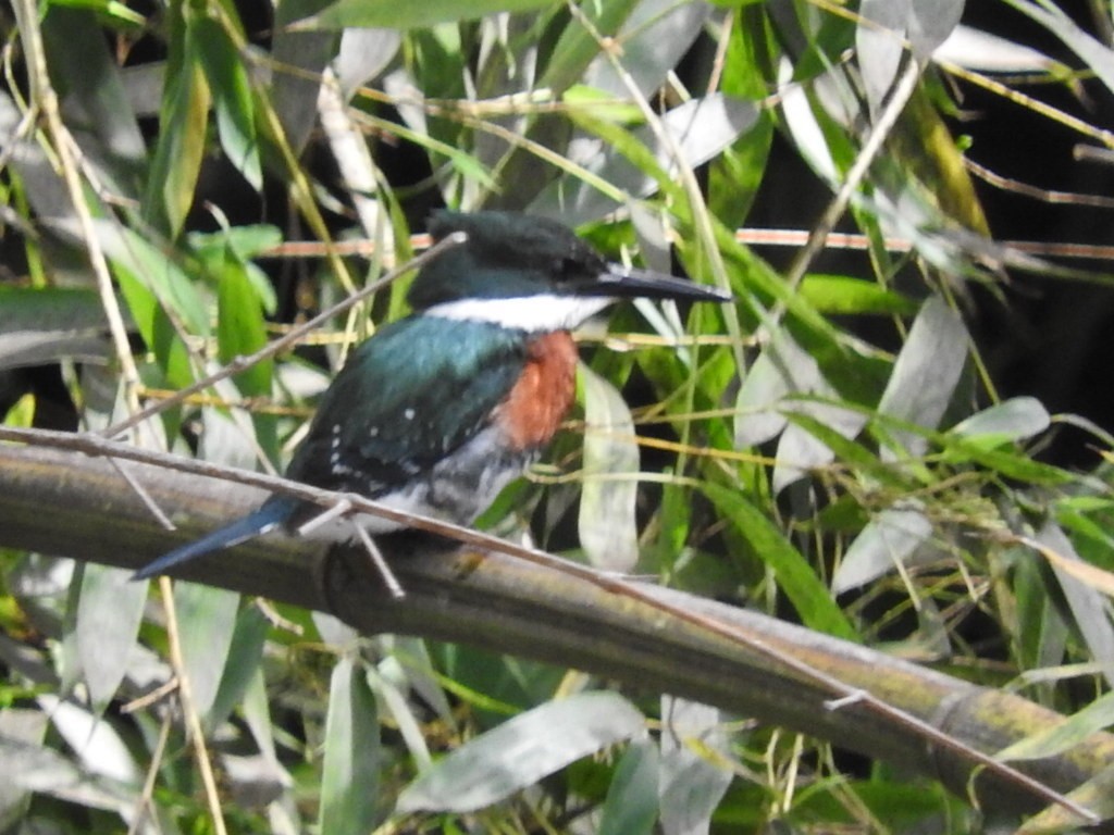 Green Kingfisher - ML608873309