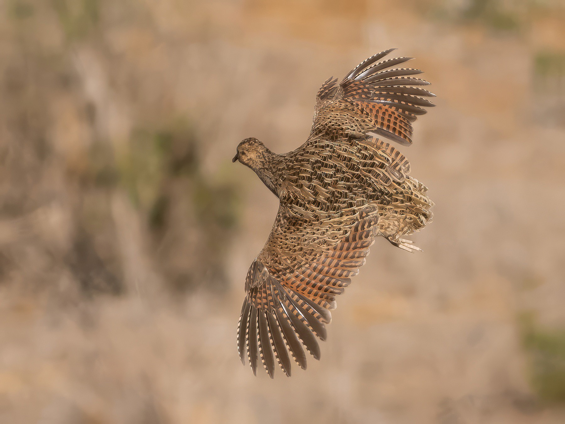 Chilean Tinamou - Ariel Cabrera Foix