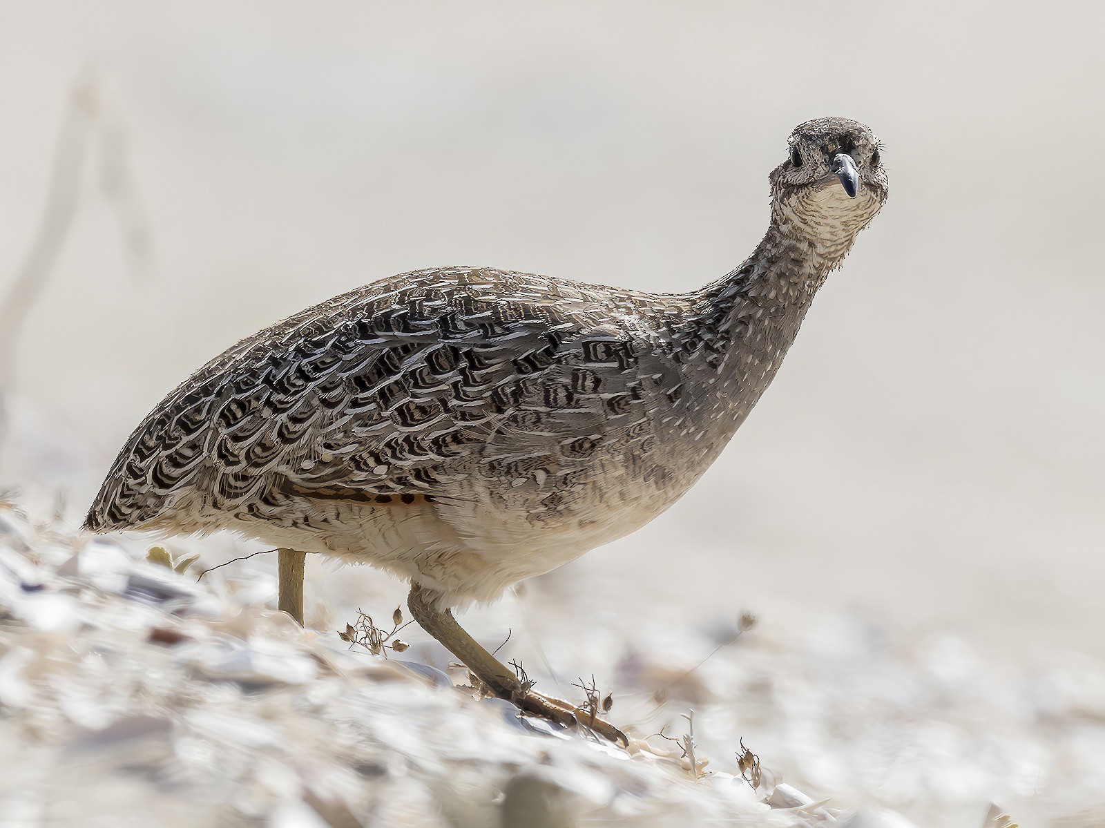 Chilean Tinamou - fernando Burgalin Sequeria