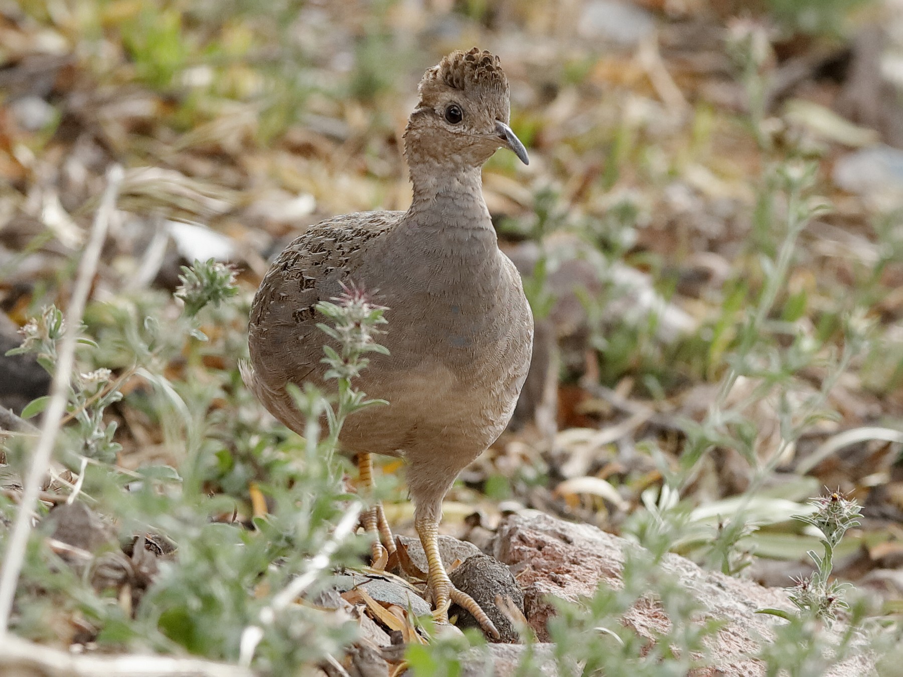Chilean Tinamou - Holger Teichmann