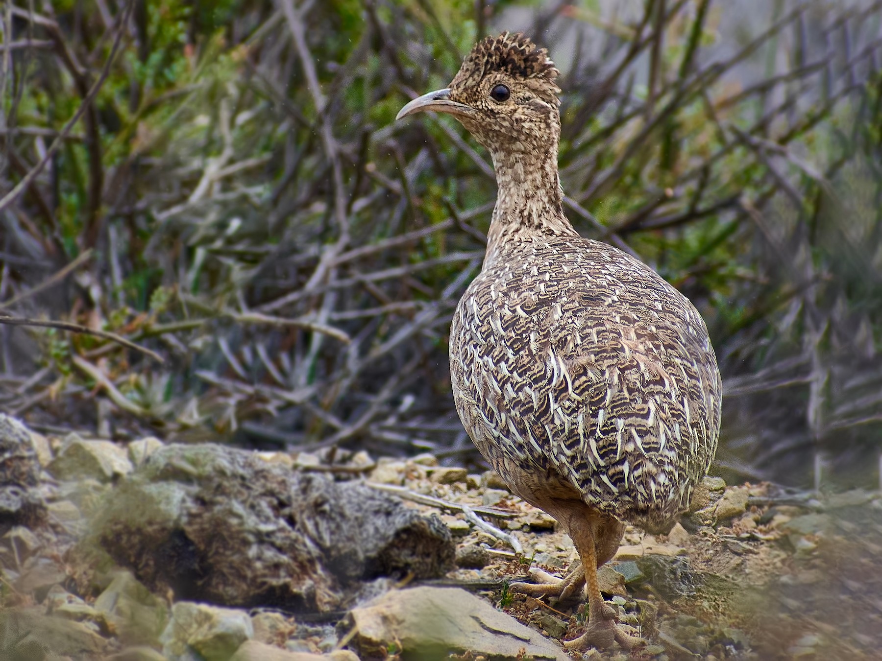 Chilean Tinamou - Eduardo Opazo M. - Emplumados_