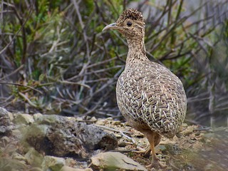 チリーシギダチョウ - eBird