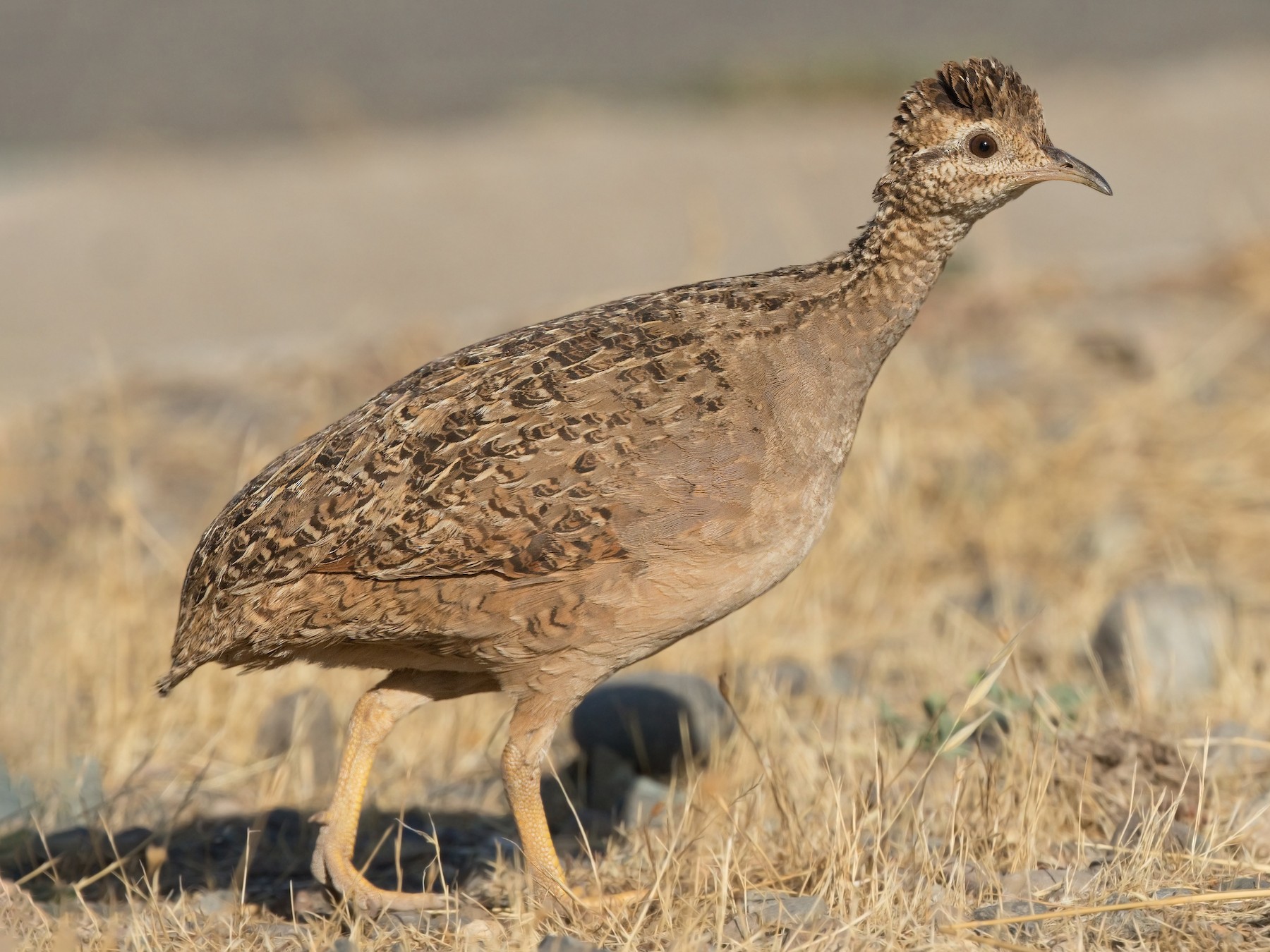 Chilean Tinamou - Michel Gutierrez