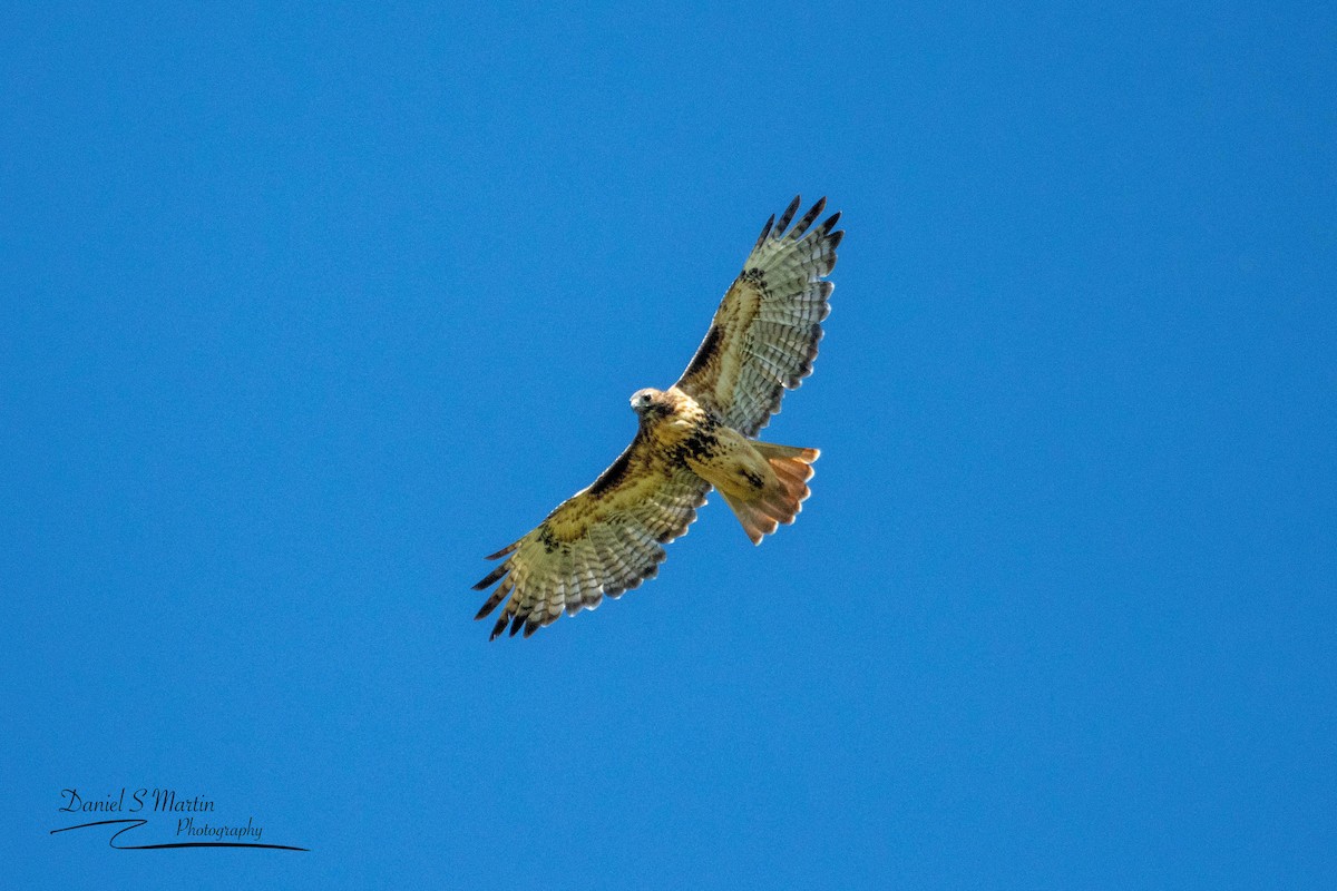 Red-tailed Hawk - ML608873563