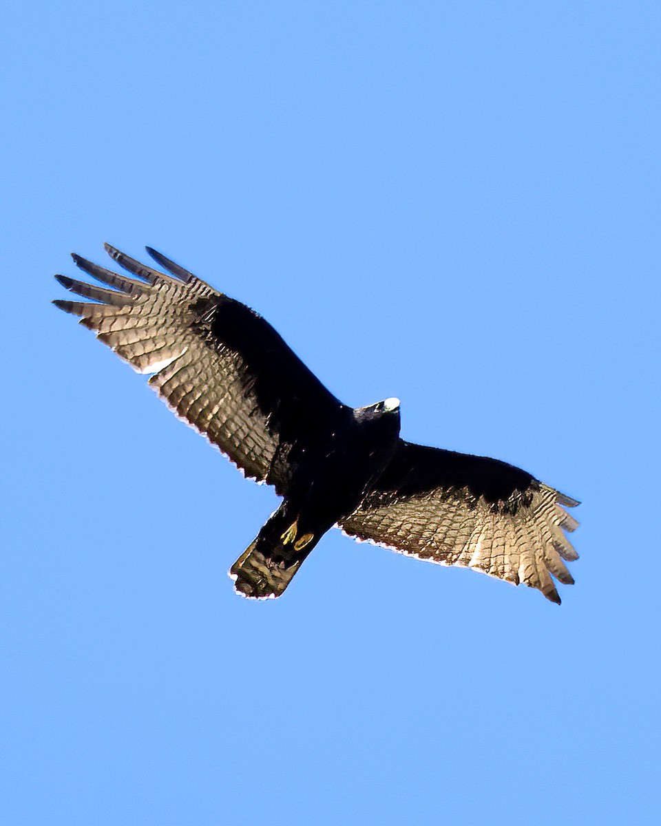 Zone-tailed Hawk - ML608873597