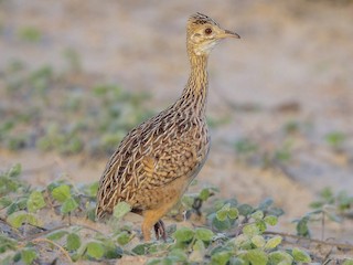  - White-bellied Nothura