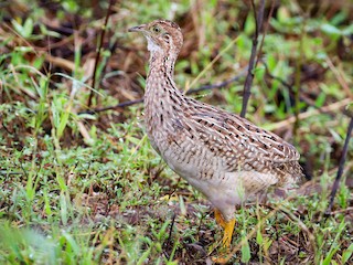  - White-bellied Nothura