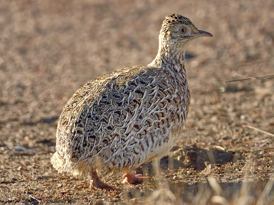 Inambú Pálido - eBird