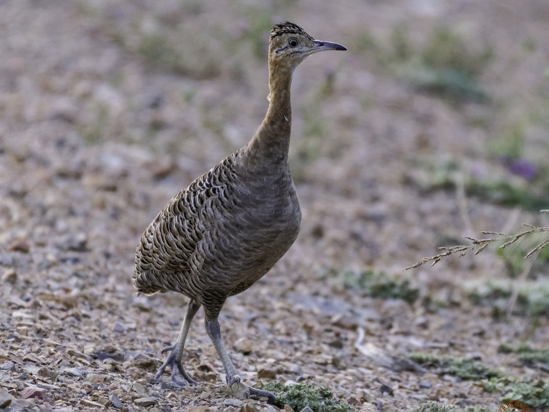 Red-winged Tinamou - Amed Hernández