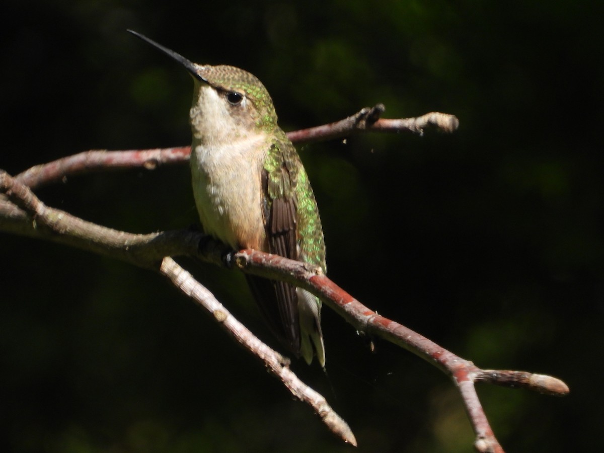 Ruby-throated Hummingbird - michael perate
