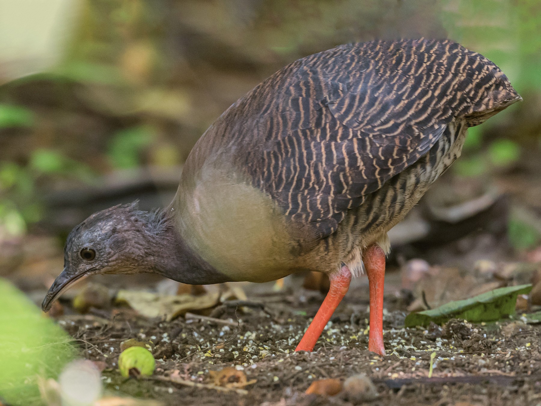 Black-capped Tinamou - Stephen Wainer