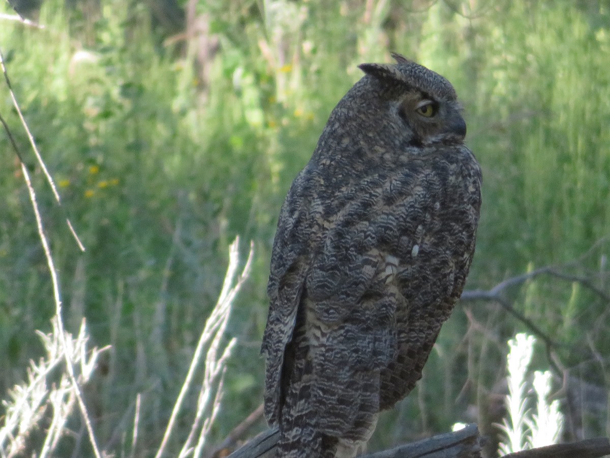 Great Horned Owl - ML608874746