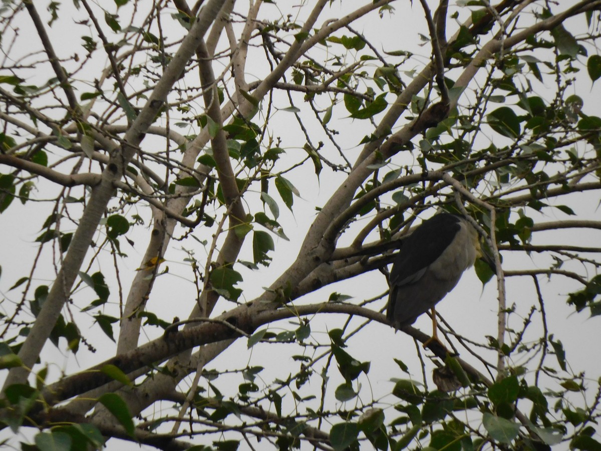 Black-crowned Night Heron - Shilpa Gadgil